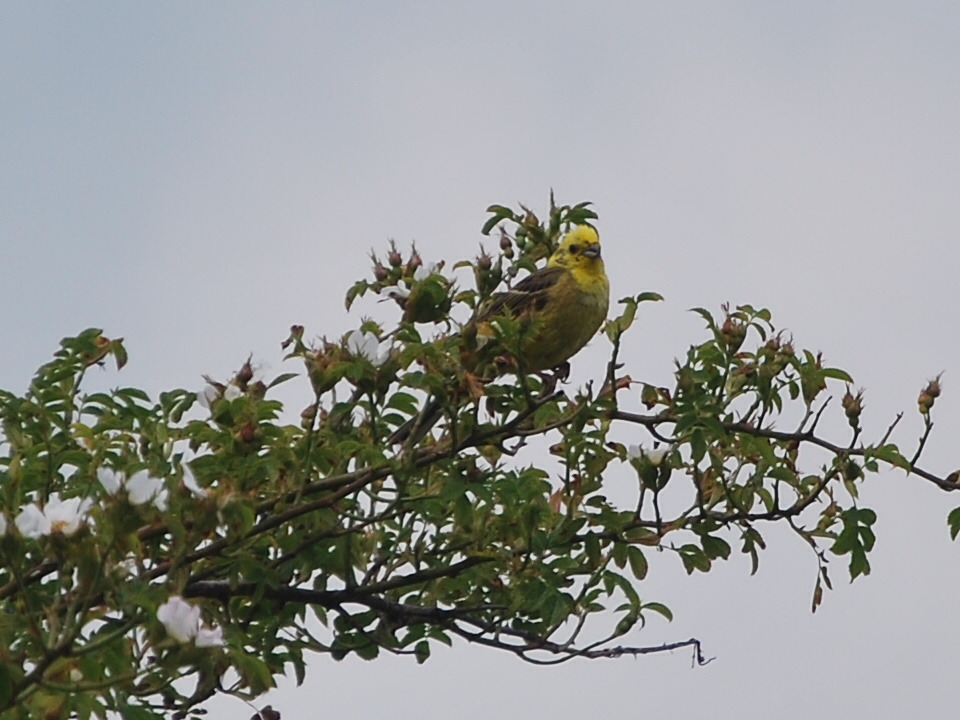 Zigolo giallo